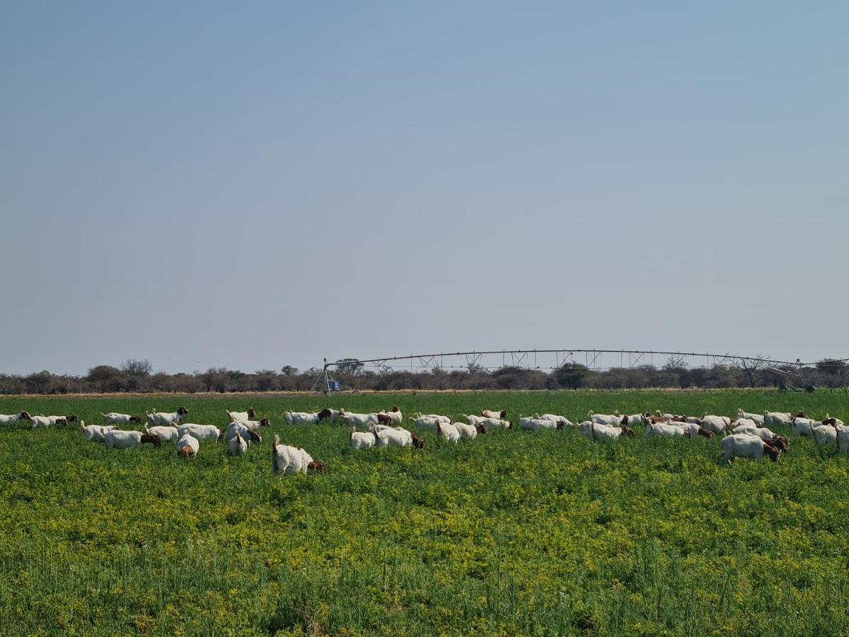 Tamboti Farm Accommodation Tsumeb Ngoại thất bức ảnh