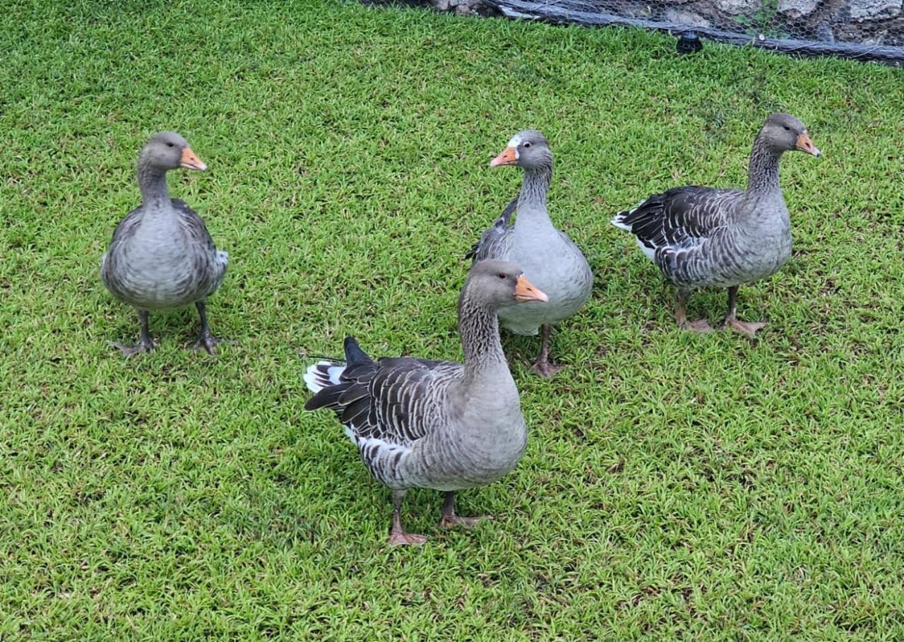 Tamboti Farm Accommodation Tsumeb Ngoại thất bức ảnh